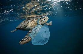 More than 1 million seabirds and 100,000 marine animals die from plastic pollution every year. Gullible Creatures Of The Sea