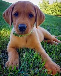 Our fox red labrador puppy is bred to conform to the akc standard. Fox Red Lab Pupper Loves The Camera 8 Weeks Old Labrador Fox Red Lab Red Lab Puppies Red Labrador