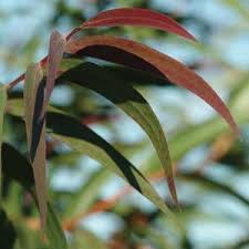 Image result for Agonis