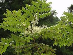 Image result for Nesogenaceae