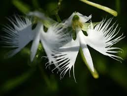 dove orchids seeds, 50seeds/bag
