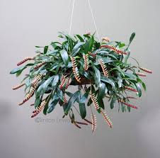 Image result for Bulbophyllum comatum