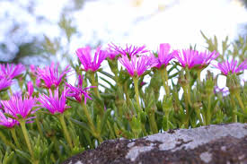 Image result for Lampranthus spp.