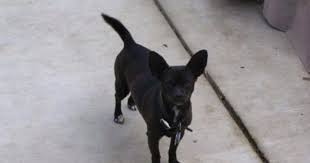 Black Apple Head Chihuahua Bam Bam Says That S What I Look Like Reindeer Chihuahua Deer Chihuahua Black Chihuahua