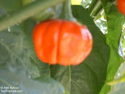 Image result for Solanum macrocarpon