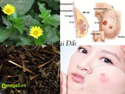 Tác dụng và cách dùng cây sài đất chữa viêm da cơ địa đơn giản