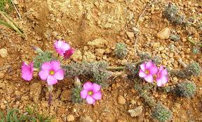 Image result for Oxalis semiloba