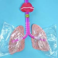 These free printable puzzles include a boy and a girl. Body Parts Crafts Activities For Kids Facebook