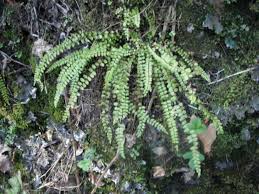 Image result for Asplenium trichomanes