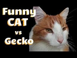 Funny Cat Videos Clean Cat Attacks Window To Try And Get Gecko In This Clean Funny Cat Video Youtube I tried looking on the brighter side of life it hurt my eyes. funny cat videos clean cat attacks window to try and get gecko in this clean funny cat video