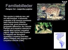 When recognized as a species separate from the colocolo, there are two subspecies of the pantanal cat: Felinae Billeder Af Kattefamilen Feninae Samt En Kort