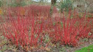 (the yellow variety will be a. Red Twig Dogwood Cornus Sericea Trees Of North America Youtube