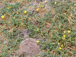 Image result for Acanthosicyos naudinianus