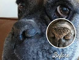 Pin By The Pets Be Well Company On Hyper Keratosis In Dogs Dry Dog Nose Dog Nose Cracked Dog Nose