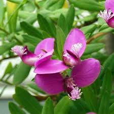 Image result for Polygala myriantha