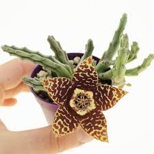 Image result for Huernia levyi