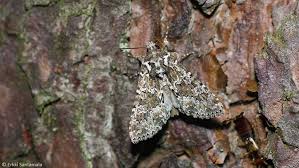 Image result for Polymixis polymita