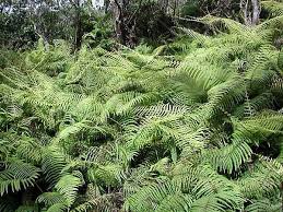 Image result for Gleicheniaceae