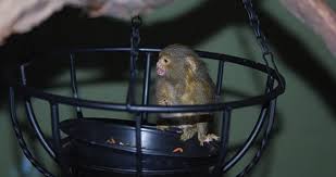 See more ideas about pygmy marmoset, finger monkey, cute animals. Finger Monkey 101 The Ultimate Care Fact Guide Beyond The Treat