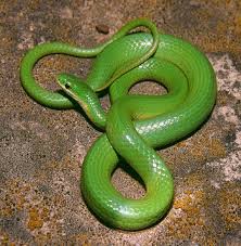 Green Snake Green Snake Snake Lovers Beautiful Snakes