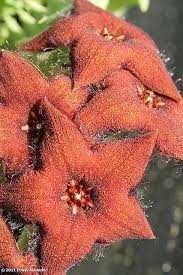 Image result for Orbea melanantha