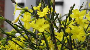 Image result for Jasminum nudiflorum