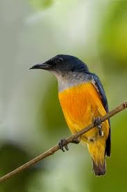 Blue Bird With Orange Wings Orange Breasted Flycatcher By Allan Seah On 500px Most Beautiful Birds Pretty Birds Audubon Birds