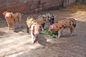 Oxford Sandy And Black Baby Pigs Cute Funny Animals Barnyard Animals