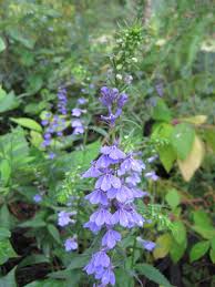 Image result for lobelia