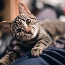Find over 100+ of the best free cute kitten images. Feline Friendly New Psychology Study Shows How To Build Rap Paw With Your Cat