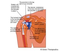 The coracohumeral, glenohumeral ligaments and the tendons of the supraspinatus and subscapularis muscles all serve to support and strengthen the joint. Shoulder Bursitis Information Sinew Therapeutics