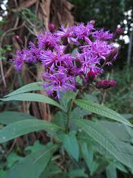 Image result for Vernonia turbinella