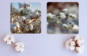 Organic Cotton vs. Regular Cotton: Why it's Better? - Cariki
