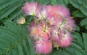 Check spelling or type a new query. Mimosa The Wonderful Awful Weed Southern Living