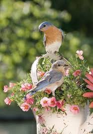 Birds Of The Same Feather Flock Together Meaning In Hindi Pin By Camille O Connor On Birds Of A Feather Flock Together Beautiful Birds Backyard Birds Pretty Birds