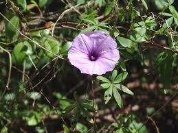 Image result for Ipomoea chloroneura