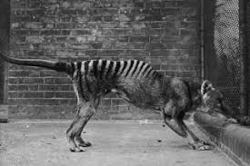 Facts About Tasmanian Tigers Live Science