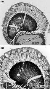 Limit Of Colour Vision In Dim Light In Larvae Of The Giant Freshwater Prawn Macrobrachium Rosenbergii Springerlink