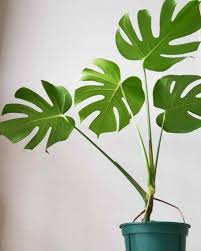 Jan 19, 2021 · monstera deliciosa can tolerate drying out a bit in between waterings. Everything You Need To Know About Monstera Plant Care Monstera Plant Care Monstera Plant Potted Plants Outdoor