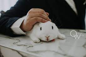 fantasia wedding dress yuna liu makeup hair 橘子白 婚紗攝影 自主婚紗 自助婚紗 北大特區 廓kworner 沙崙 淡水 攝影棚 阿睿 寶寶 高cp 優質推薦 寵物婚紗 兔子 寵物友善