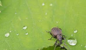 Simple et testé remede de grand mere pour les maux les plus courants sans aucun effet secondaire. Otiorhynque Traitement Pour Lutter Contre Cote Maison