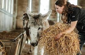 Spent time with the only boys i'm allowed to see right now. Make A Donation The Donkey Sanctuary