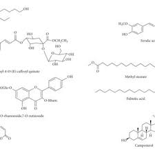 Image result for Vangueria proschii