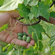 Comment Palisser Les Legumes Pour Gagner De La Place Au Potager Potager Cultiver Concombre