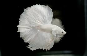Albino Betta Fish Picture 8 Of 20 Solid White Halfmoon Hd Wallpapers Wallpapers Download High Resolution Wallpapers Betta Fish Pet Fish Fish
