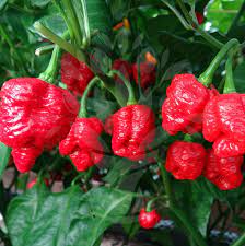 Nov 28, 2020 · the trinidad moruga scorpion pepper is a landrace variety found on the caribbean island of trinidad. Pepper Trinidad Scorpion Plants With A Purpose