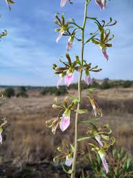 Image result for Eulophia guineensis