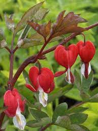 16 Perennials That Attract Hummingbirds To Your Garden Finding Sea Turtles Hummingbird Plants Bleeding Heart Bleeding Heart Flower