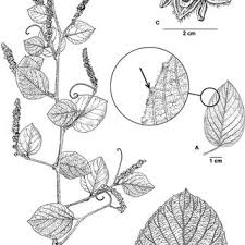Image result for Gouania tiliifolia