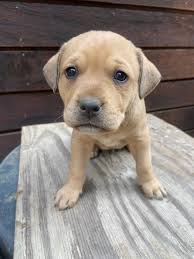 Trinity Pet Connection